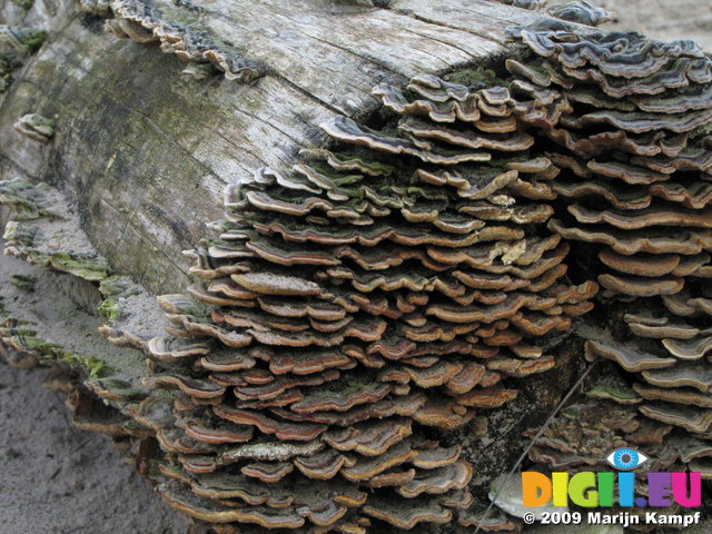 SX02865 Mushrooms on tree trunk in Soesterduinen
